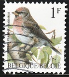 [Birds, type BNH]