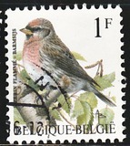 [Birds, type BNH]