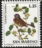 [Birds, タイプ ZD]