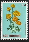 [Flowers, type YI]
