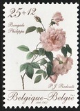 [Roses, type BNL]