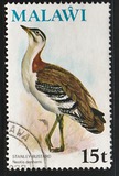 [Birds, type FS]