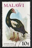 [Birds, type FR]