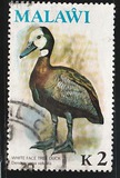 [Birds, type GB]