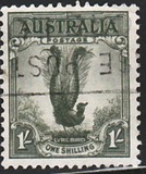 [Superb Lyrebird, Typ N]