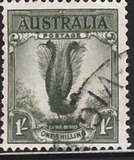 [Superb Lyrebird, Typ N]