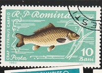 [Fish, タイプ BTP]