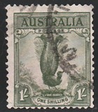 [Superb Lyrebird, Typ N]