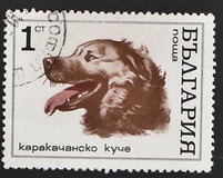 [Dogs, tip BQT]