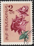 [Roses, тып APB]