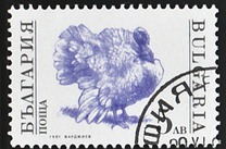 [Domestic Animals, type EKK]