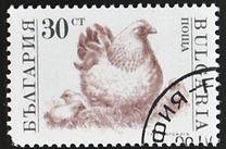[Domestic Animals, type EKH]