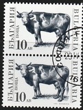 [Domestic Animals, type EKL]