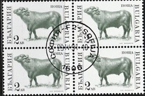 [Domestic Animals, type EKJ]
