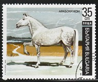 [Horses, タイプ ELG]