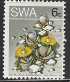 [Desert Plant, type DX]