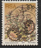 [Flora - Protea Plants, type PT]