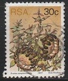 [Flora - Protea Plants, type PT]