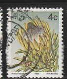 [Flora - Protea Plants, type PJ]