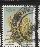 [Flora - Protea Plants, type PJ]