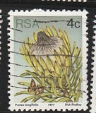 [Flora - Protea Plants, type PJ]