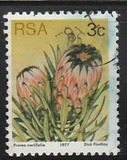 [Flora - Protea Plants, type PI]