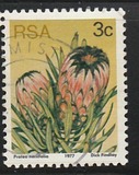 [Flora - Protea Plants, type PI]