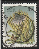 [Flora - Protea Plants, type PJ]