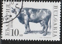 [Domestic Animals, タイプ EKL]