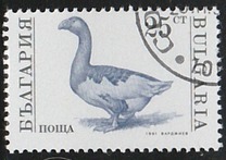 [Domestic Animals, タイプ ELY]