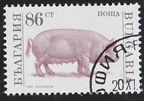 [Domestic Animals, タイプ EMA]