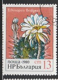 [Cactuses, type DAJ]