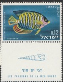 [Red Sea Fish, type IN]
