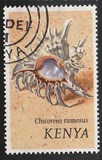 [Seashells, тып AS]