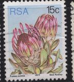 [Flora - Protea Plants, Tip PQ]
