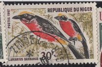 [Birds, Вид EH]