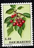 [Fruits, タイプ AAE]