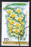 [Orchids, տեսակ DJH]