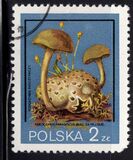 [Protected Poisonous Mushrooms, タイプ CHW]