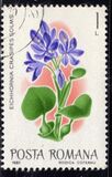 [Flowers - Botanical Garden, Bucharest, type FED]