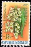 [Orchids, тип AHJ]