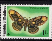 [Butterflies and Moth, type VL]