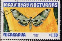 [Butterflies, type BHD]