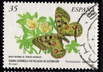 [Rare Species, տեսակ EFY]