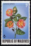 [Flowers of the Maldive Islands, type QY]