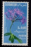 [Flora, tip BY]