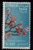 [Flora, tip BX]