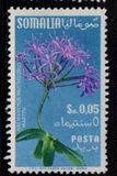 [Flora, tip BY]