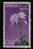 [Flora, tip BZ]