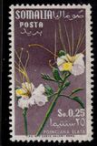 [Flora, tip CA]